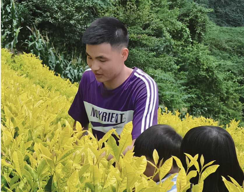 何松代表：茶山上種出“新希望”